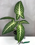 Xanthosoma Lindenii - Plant Proper - 6" Pot