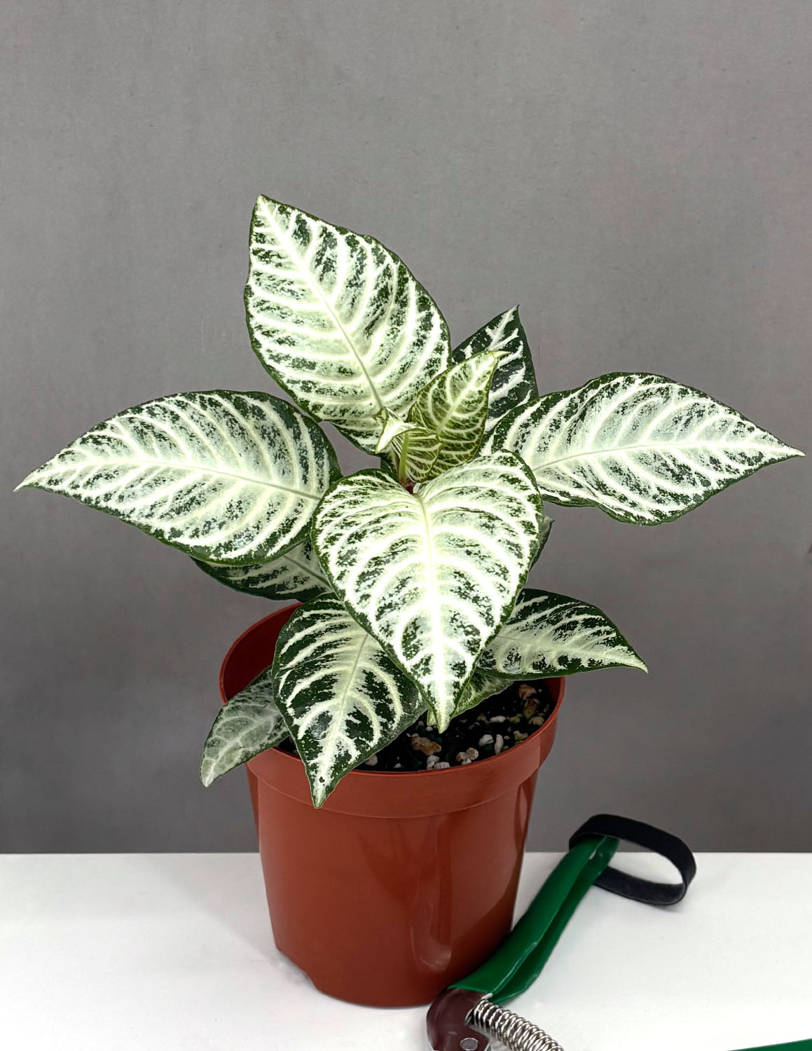 zebra plant indoor or outdoor Snow White Zebra Plant - Aphelandra - 4" Pot