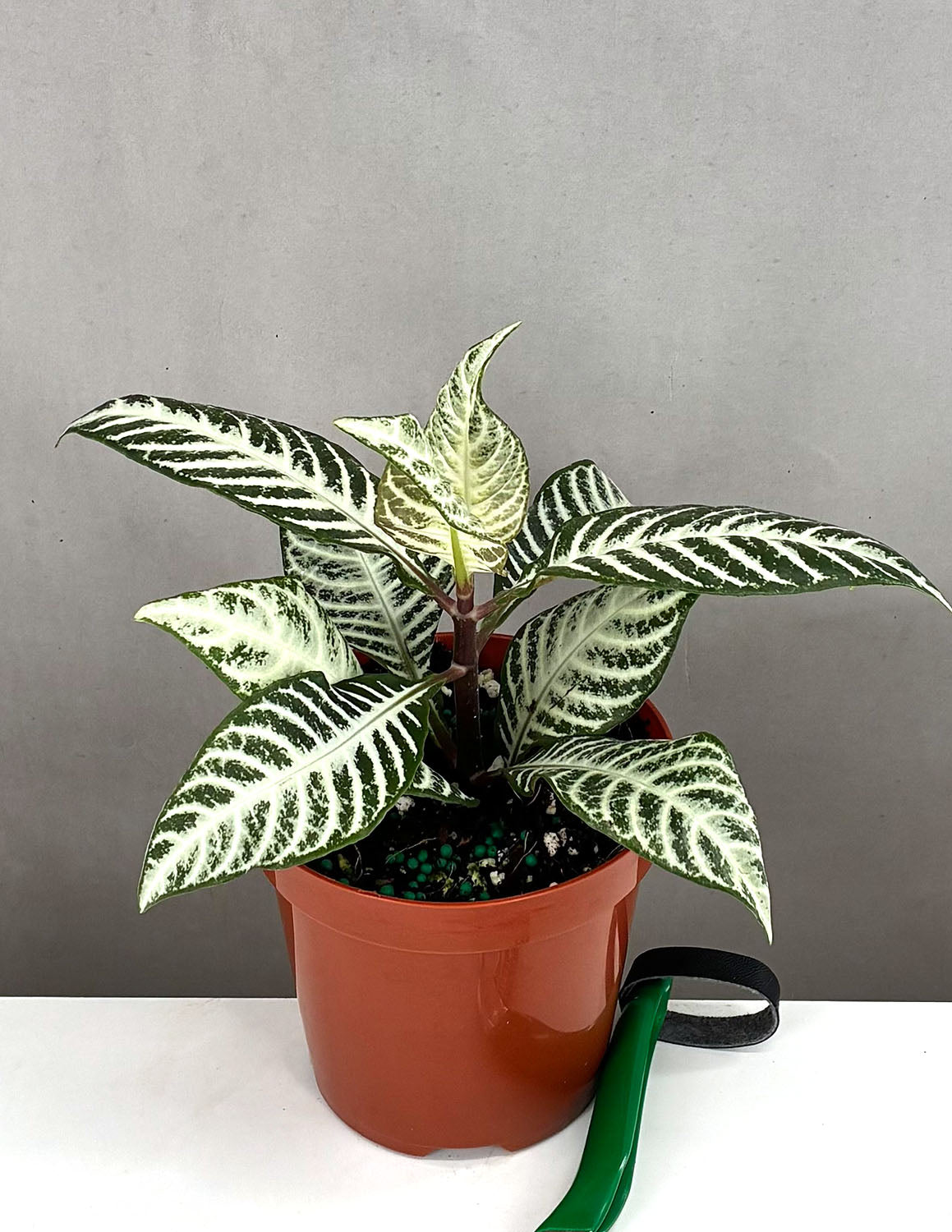 zebra leaf indoor plant Zebra Plant