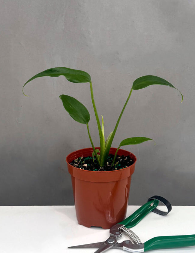 Monstera Burle Marx Flame - Plant Proper - 4" Pot