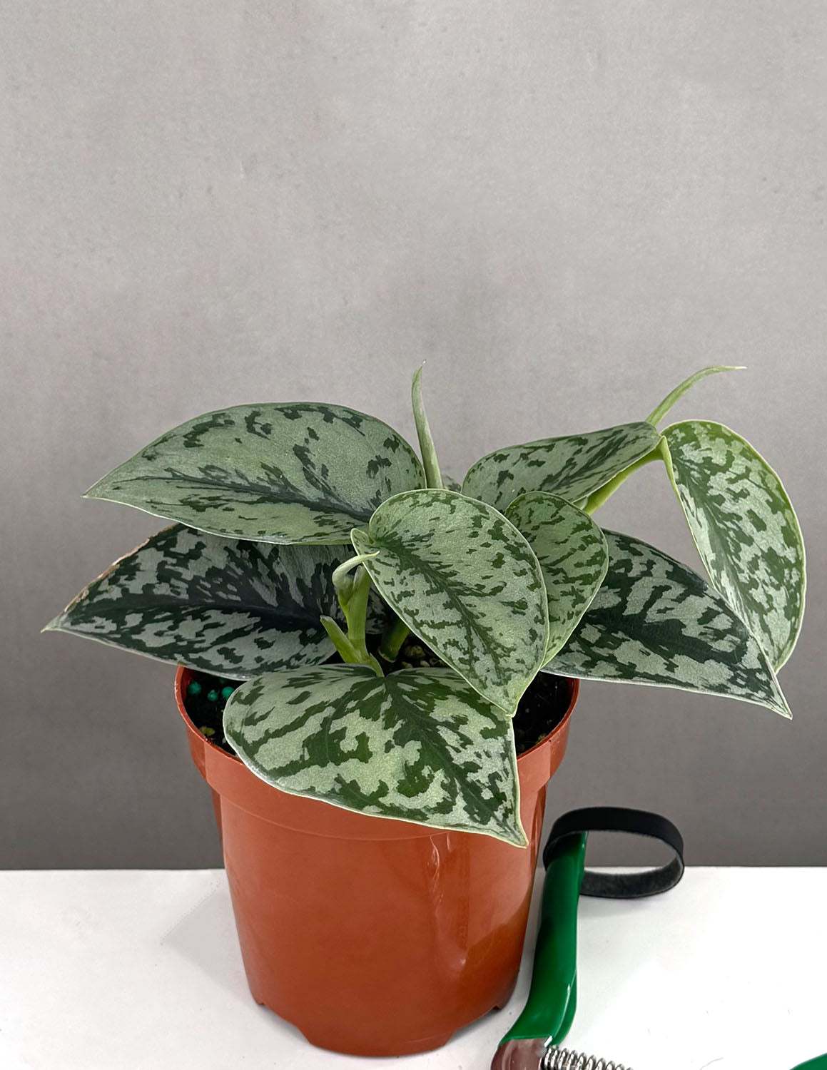 Scindapsus Silver Lady | Houseplant