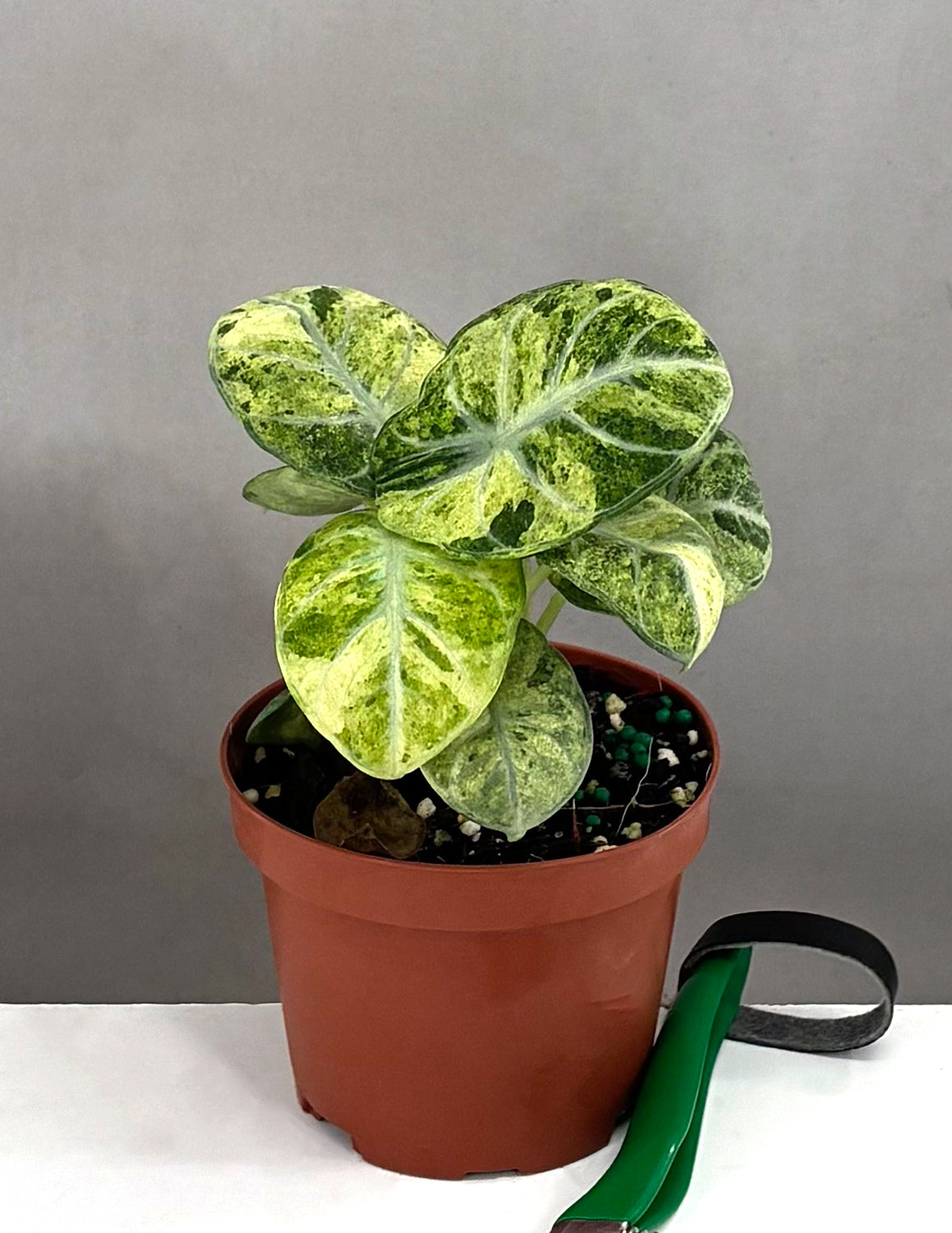 Alocasia Ninja Tricolor | Houseplants | Always Affordable at Plant