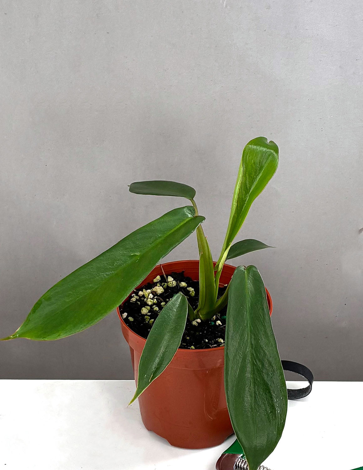 philodendron underwatered Philodendron Joepii