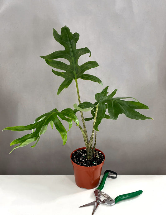 Alocasia Brancifolia Pink Passion- Plant Proper - 4" Pot