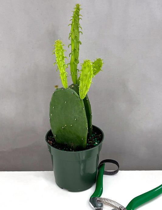 Prickly Pear Cactus - Plant Proper - 4" Pot