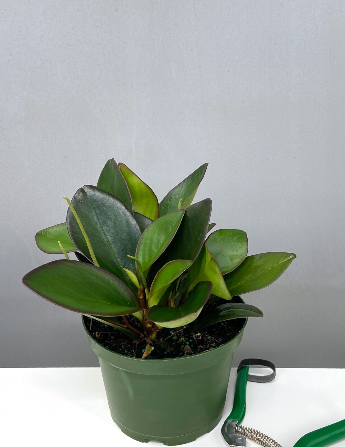 red leaf pot plant Red Edge Peperomia | Houseplants