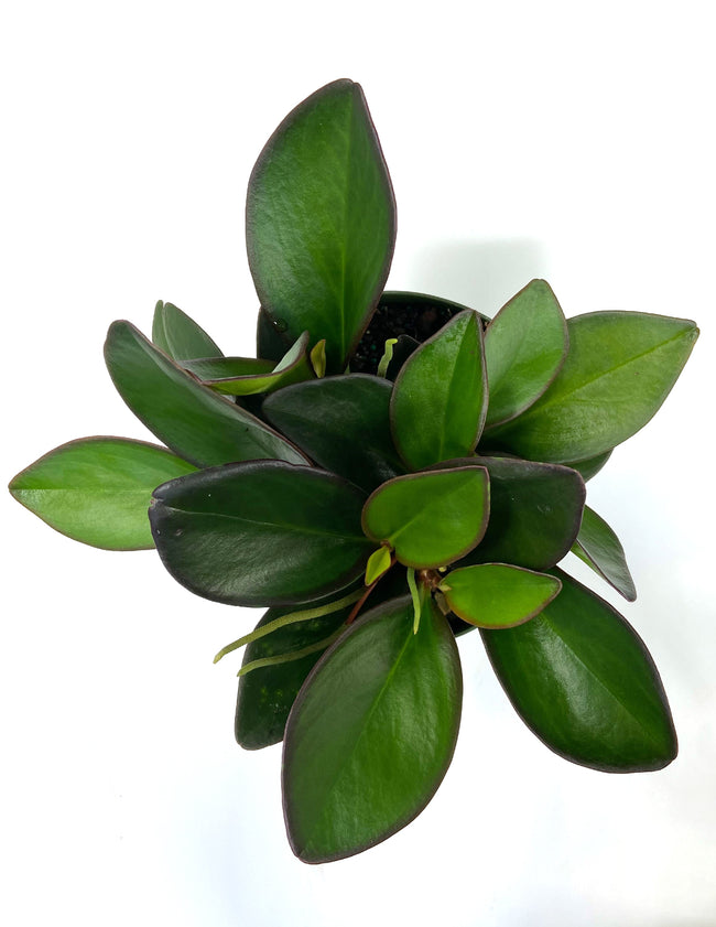 Red Edge Peperomia - House Plant - Plant Proper