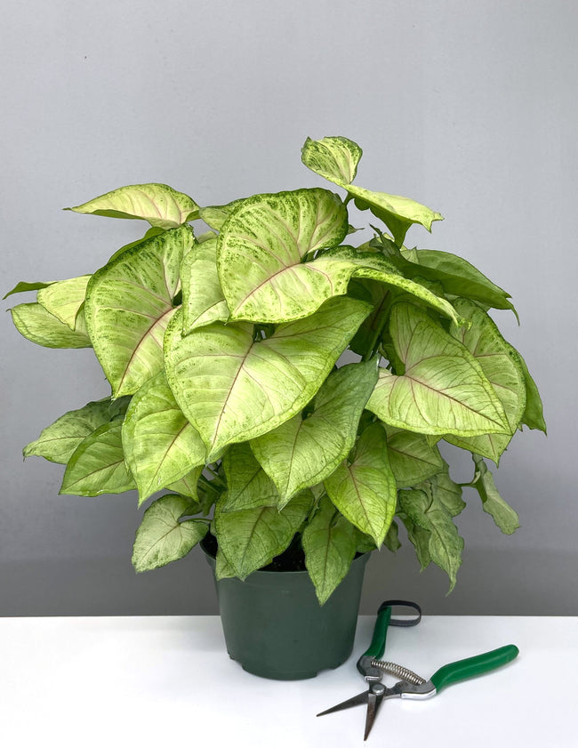 Syngonium Bright Allusion - Plant Proper - 6" Pot