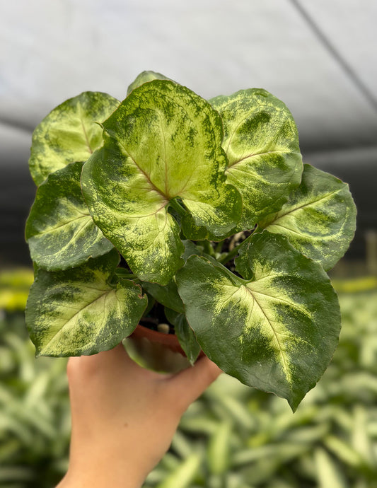 Syngonium Bob Allusion