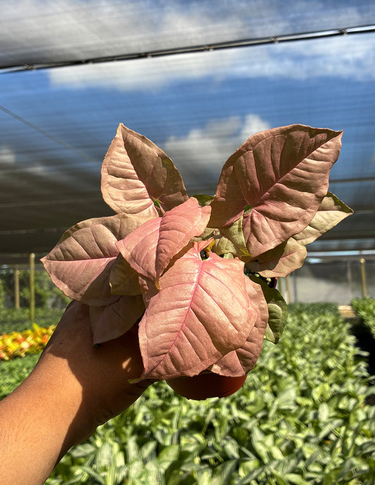 Syngonium Neon Pink