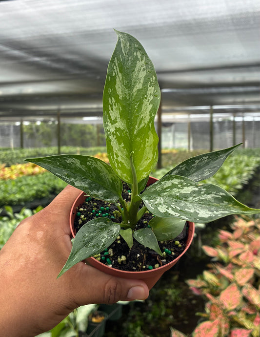 Aglaonema Jade