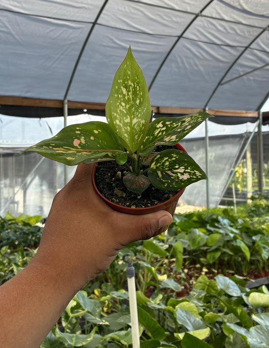 Aglaonema Wishes