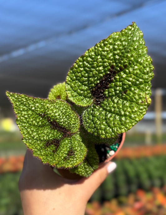 Begonia Masoniana Iron Cross