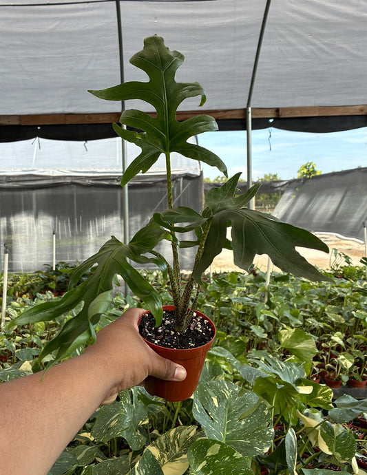 Alocasia Brancifolia Pink Passion