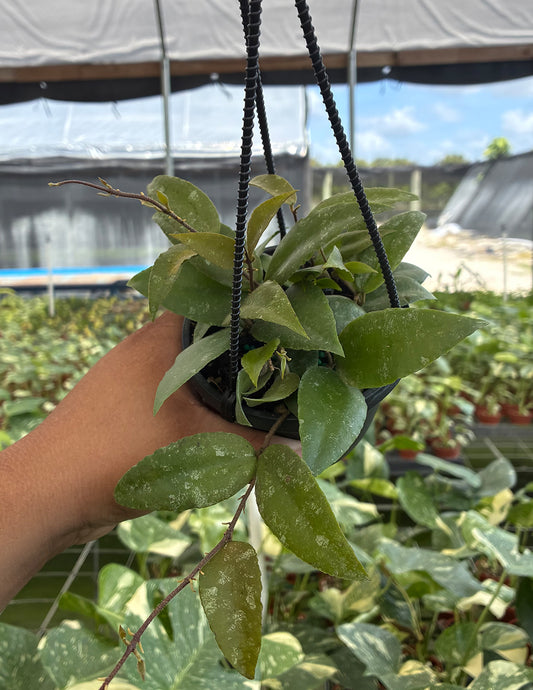 Hoya Caudata Sumatra