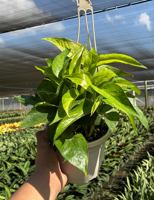 Epipremnum Pinnatum Mint