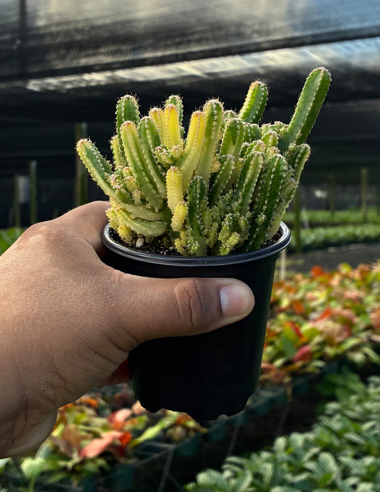 Fairy Castle Cactus Variegated