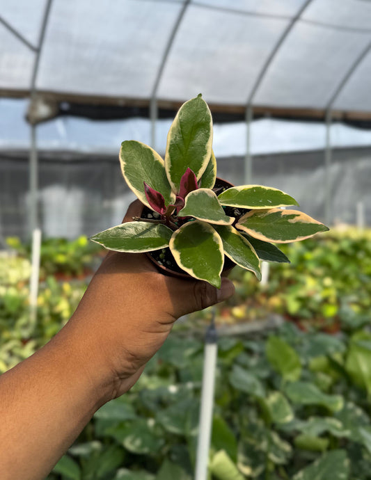 Hoya Carnosa Flamingo Dream