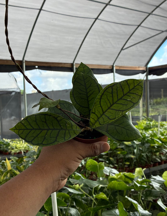 Hoya Callistophylla Vena