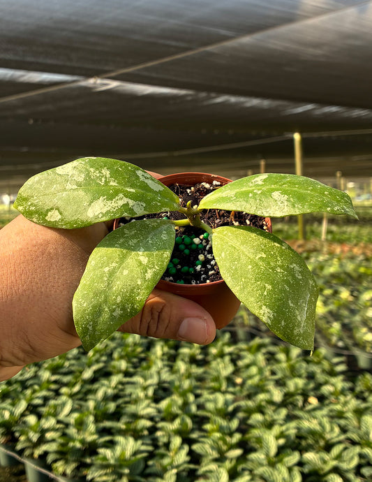 Hoya Mitrata Splash