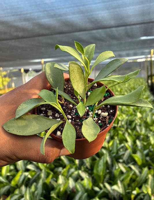 Hoya Nummularioides Silver
