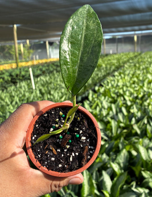 Hoya Rimba Perak
