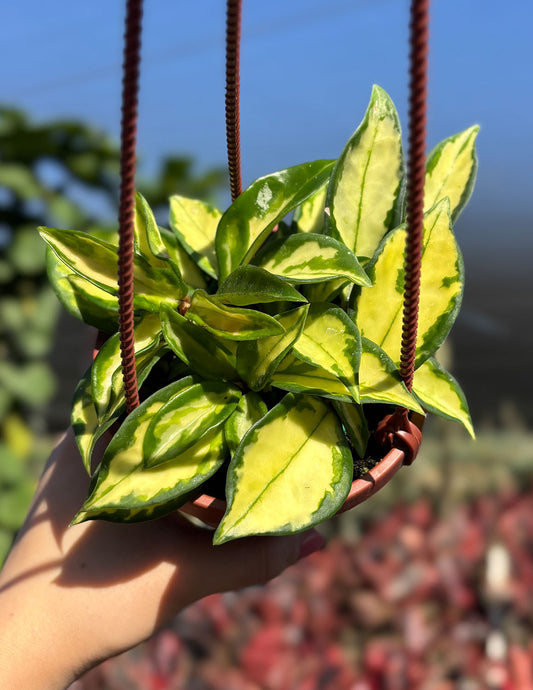 Hoya Carnosa Tricolor