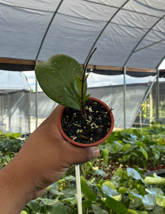 Hoya Michele
