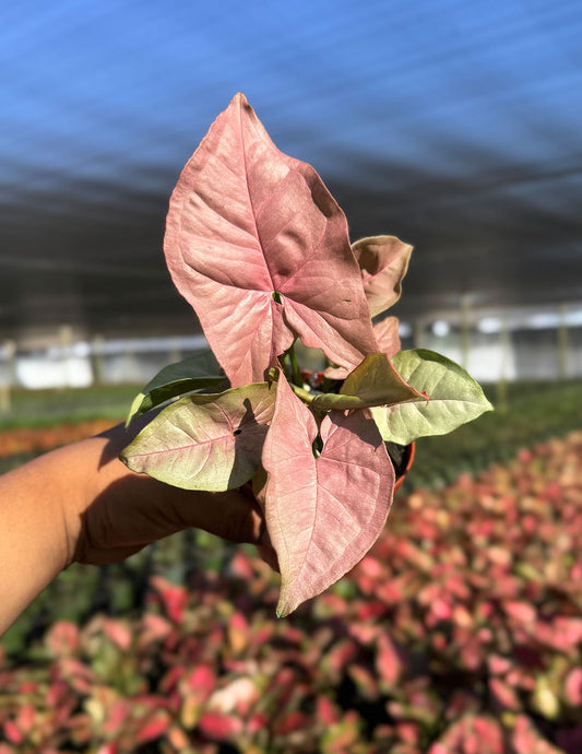 Syngonium Neon Pink