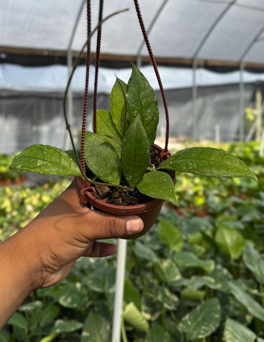 Hoya Finlaysonii Olfe