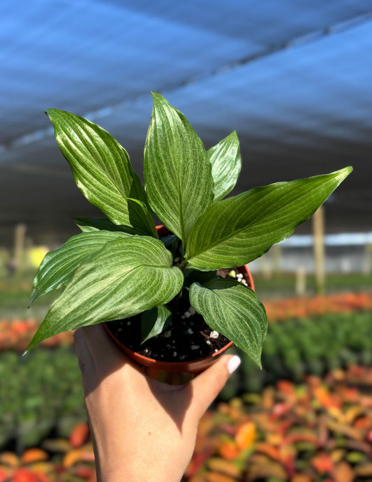 Peace Lily Platinum Mist