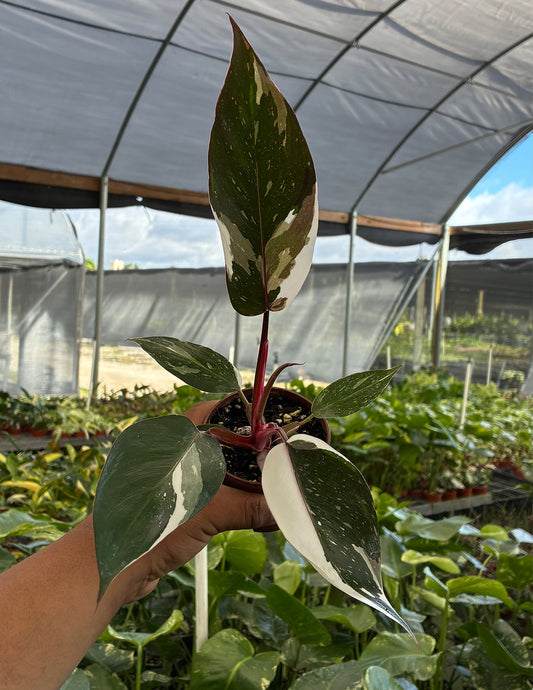 Philodendron Red Anderson