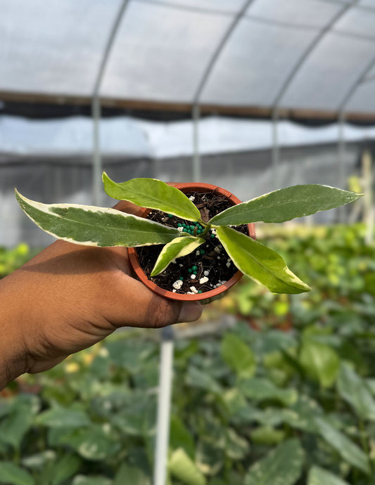 Hoya Pimenteliana Albo