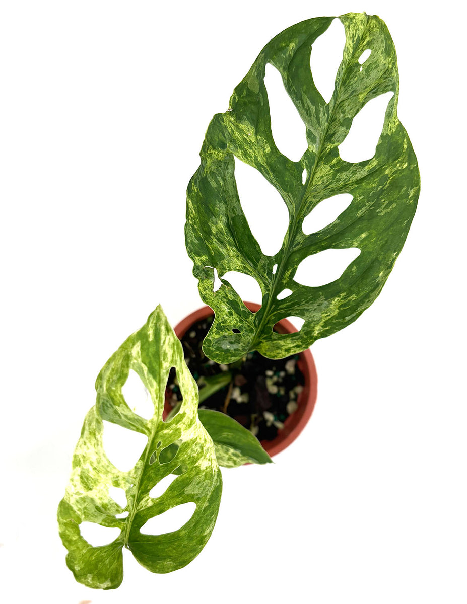 Monstera adansonii Mottled / モンステラ ミント② Monstera Adansonii Mottled Mint | Always Affordable at Plant
