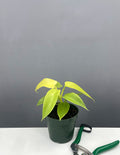 Philodendron Golden Violin - Plant Proper - 4" Pot