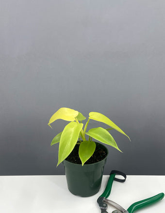 Philodendron Golden Violin - Plant Proper - 4" Pot