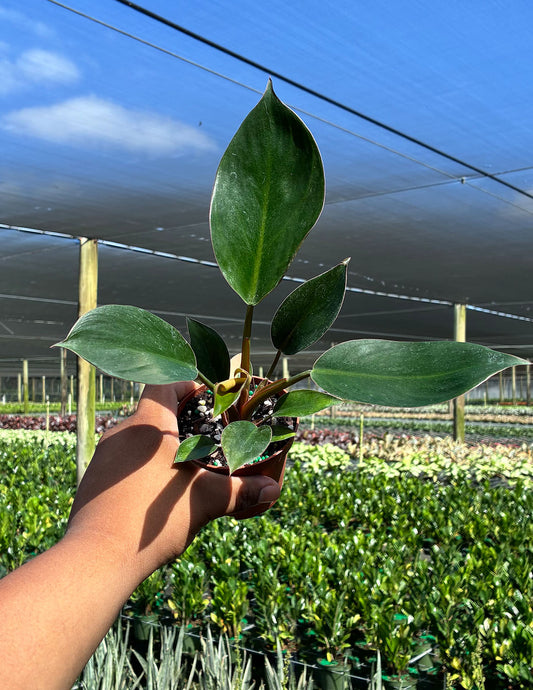 Philodendron Red Congo Variegated Reverted