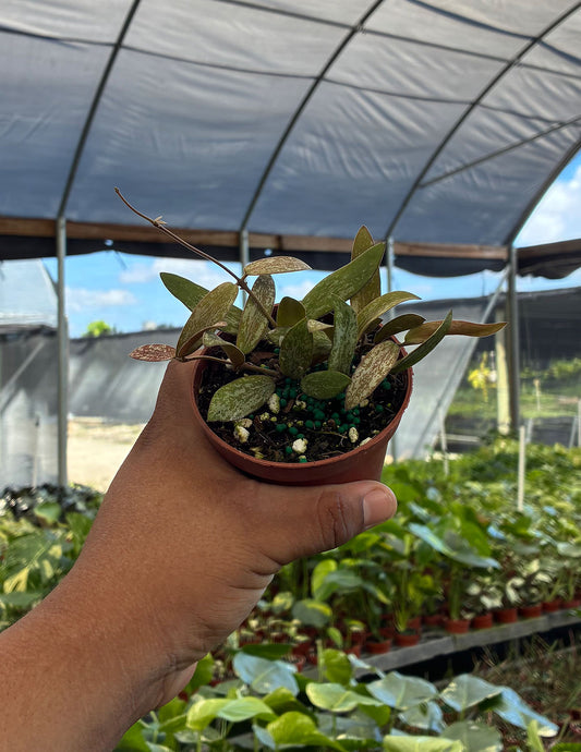 Hoya Sigillatis