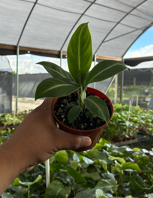 Peace Lily Silver Streak
