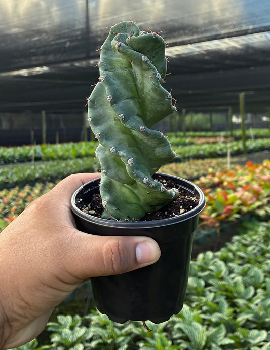 Spiral Cactus