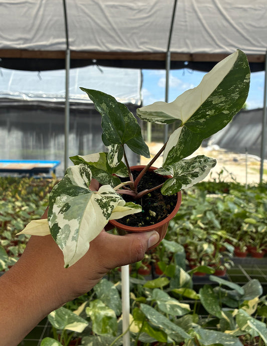 Syngonium Albo