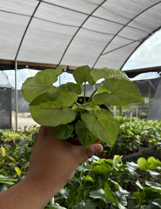 Syngonium Cream Allusion