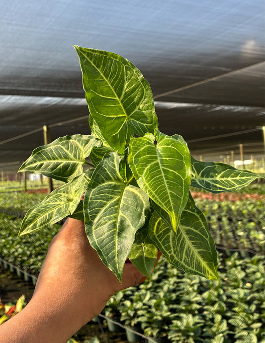 Syngonium NO ID