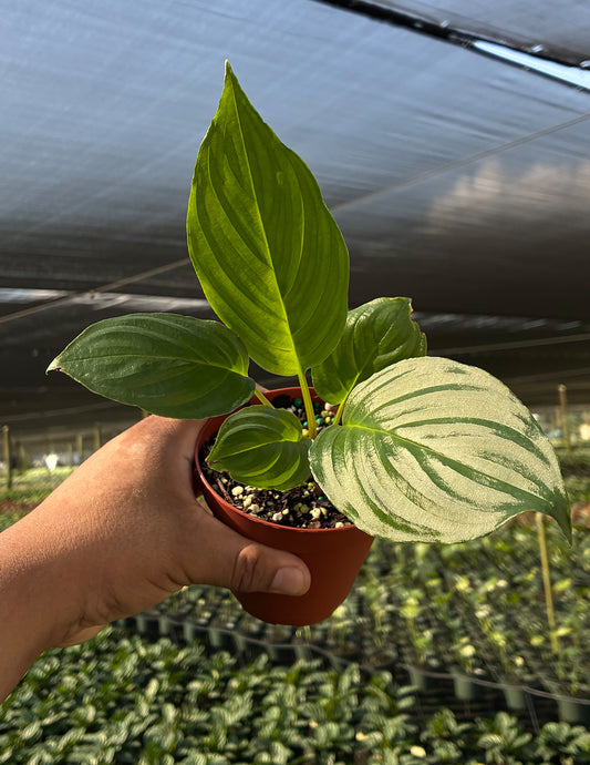 Tacca Chantieri Black