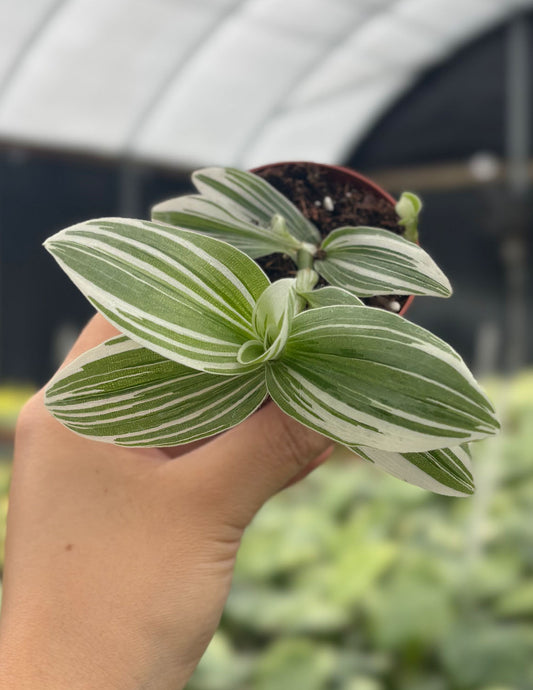 Tradescantia Pistachio White