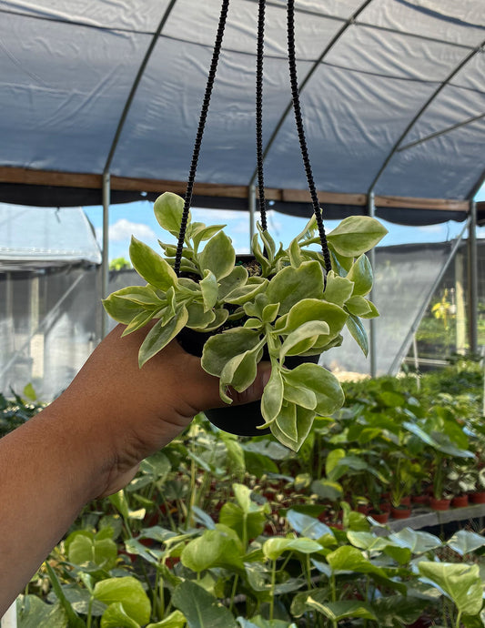 Variegated Baby Sun Rose