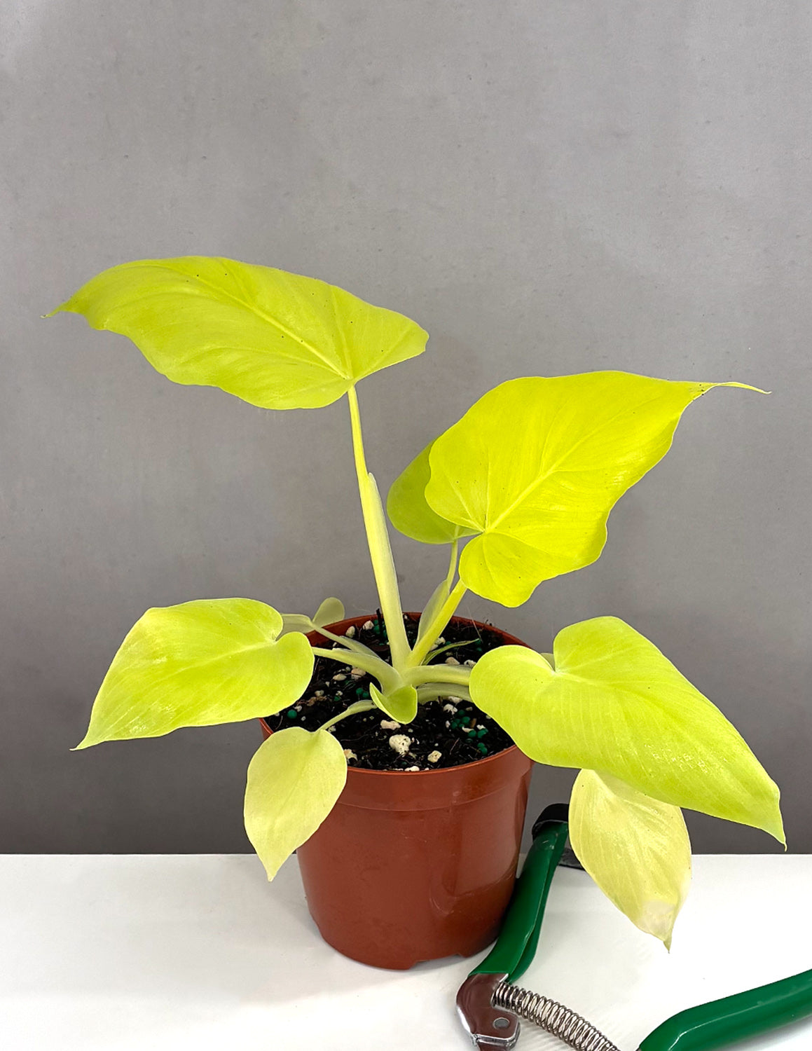 philodendron warscewiczii Philodendron 'Warscewiczii Aurea'