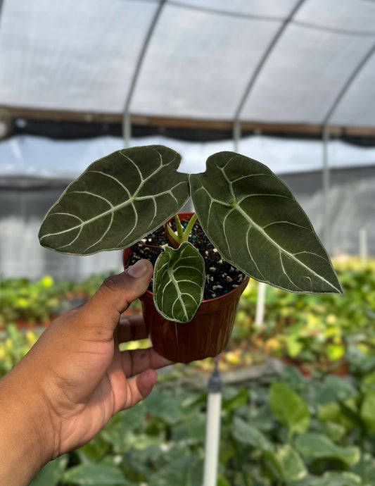 Alocasia Watsoniana
