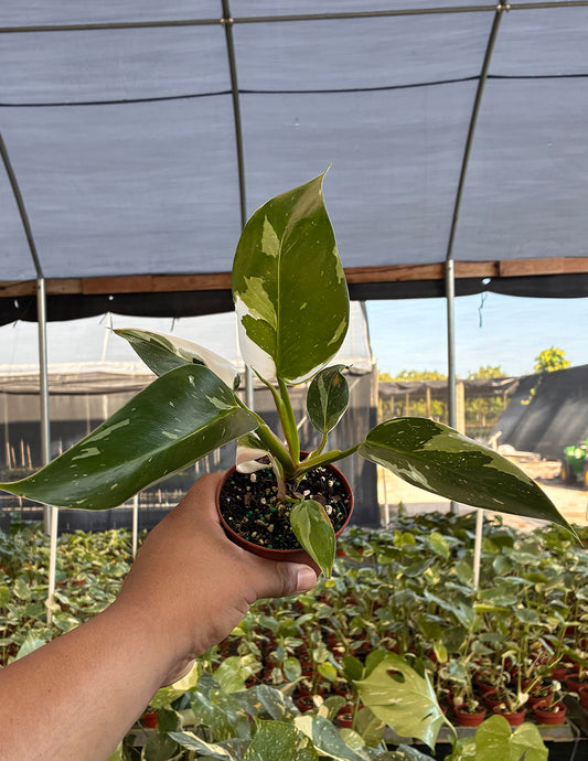 Philodendron White Princess