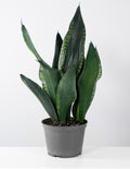 6" - Plant Proper - House Plant - Indoor Plant - Sansevieria Silver Flame